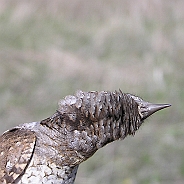 Göktyta, Sundre 20050512